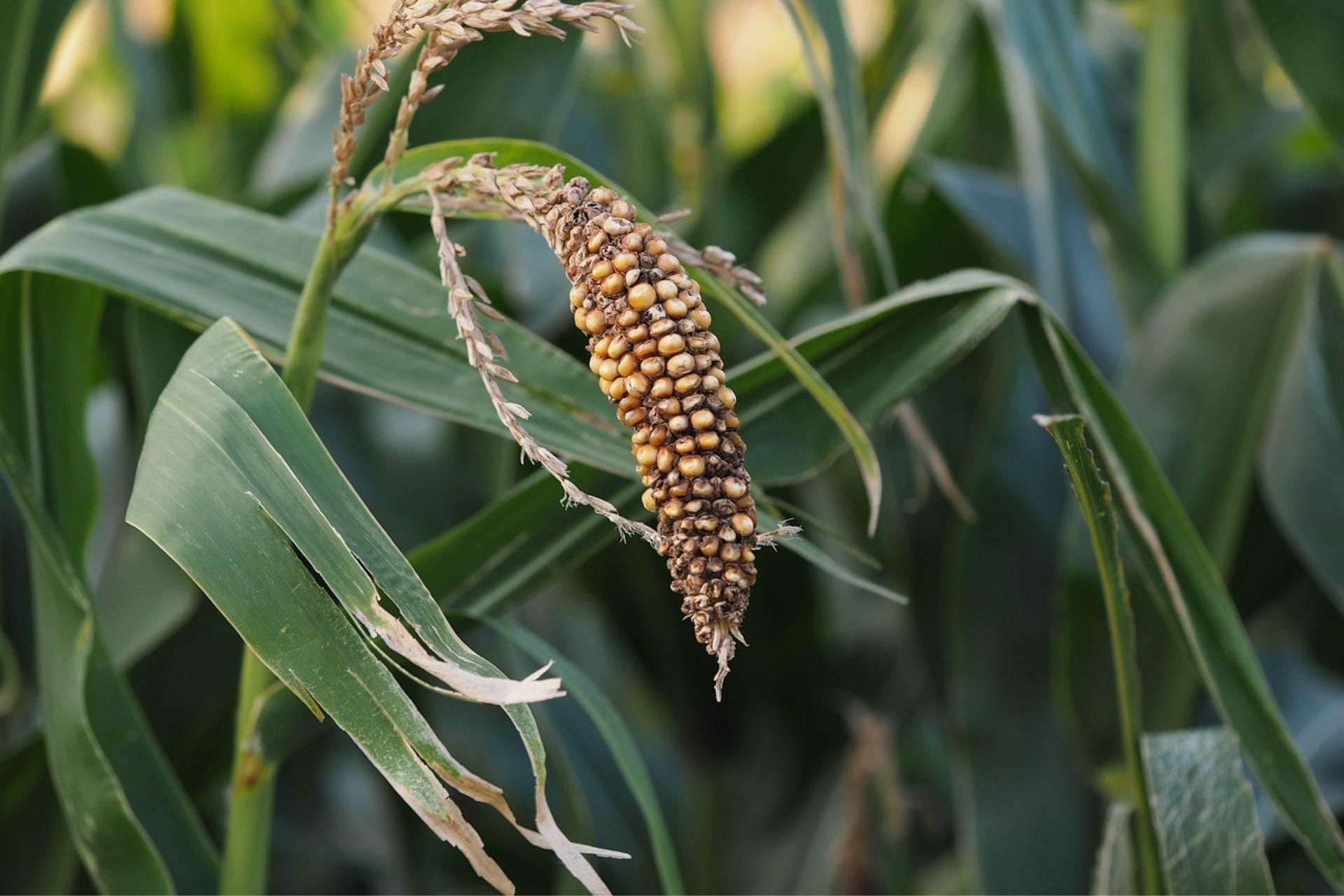 Aumento-delle-fitopatologie-e-diffusione-di-insetti-alieni-Increase-in-plant-diseases-and-spread-of-alien-insects.jpg