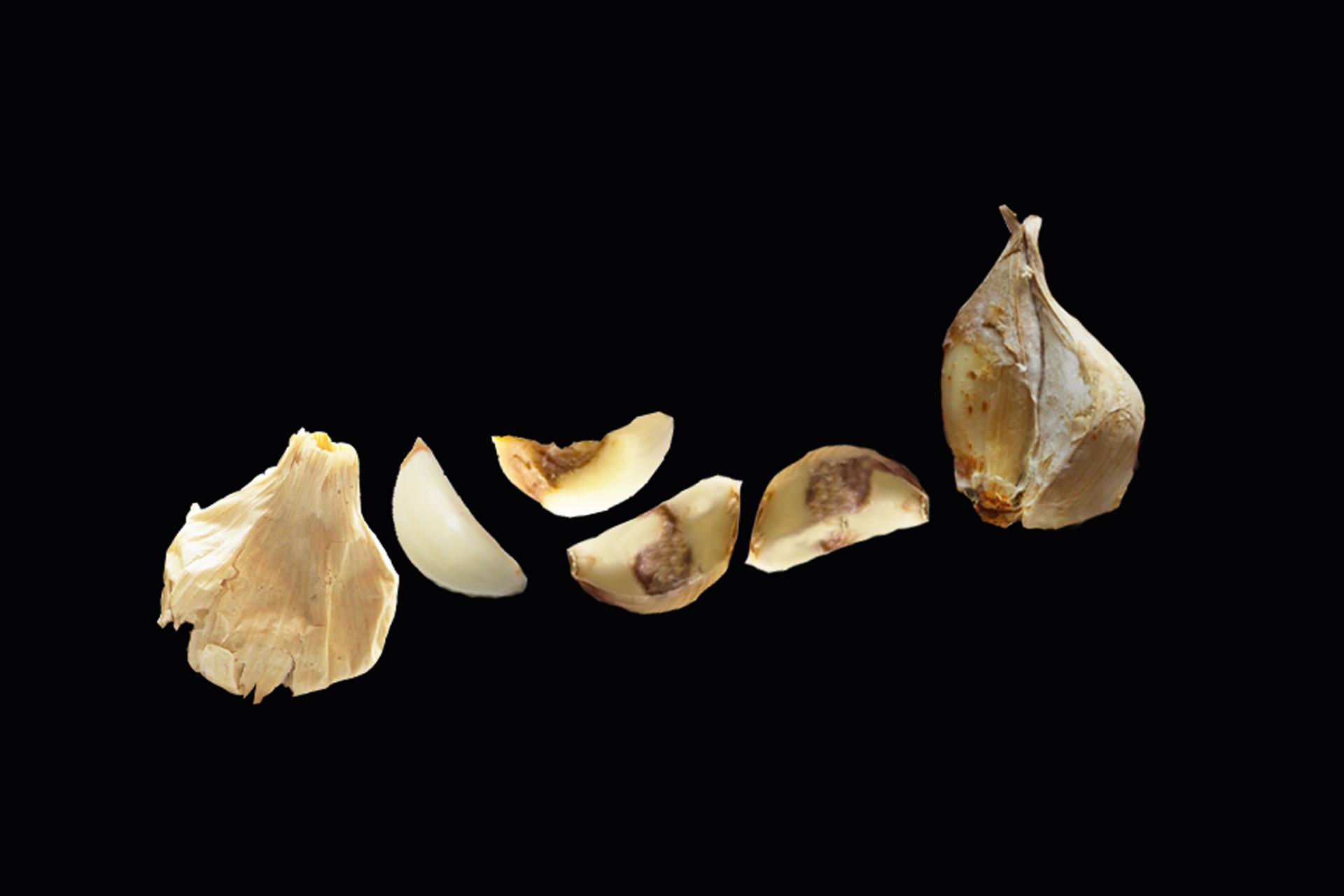 Garlic-dry-rot-Marciume-secco-aglio-BioAksxter-Magazine.jpg