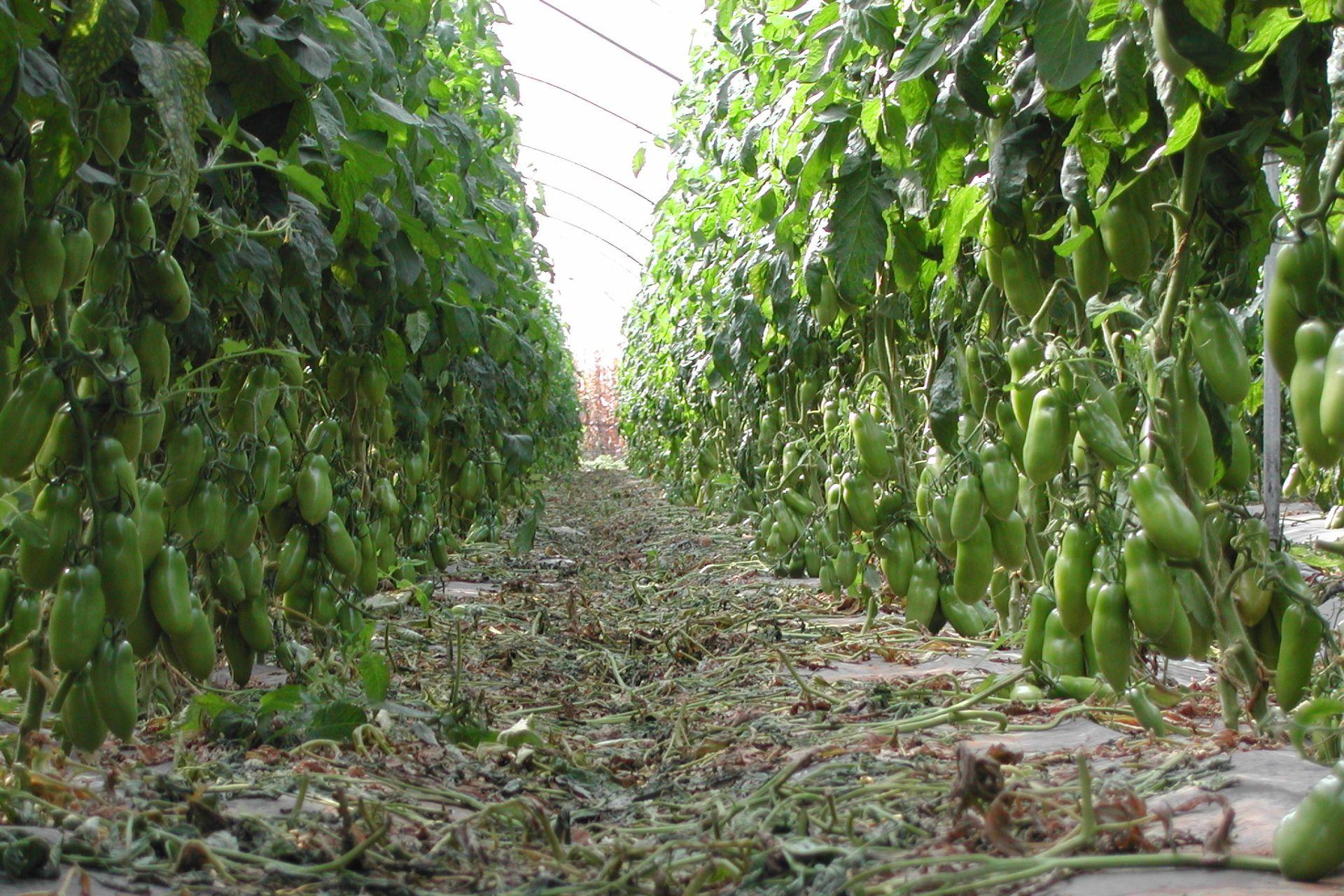 prevention-Blossom-end-Rot-in-Tomatoes-with-BioAksxter.jpg