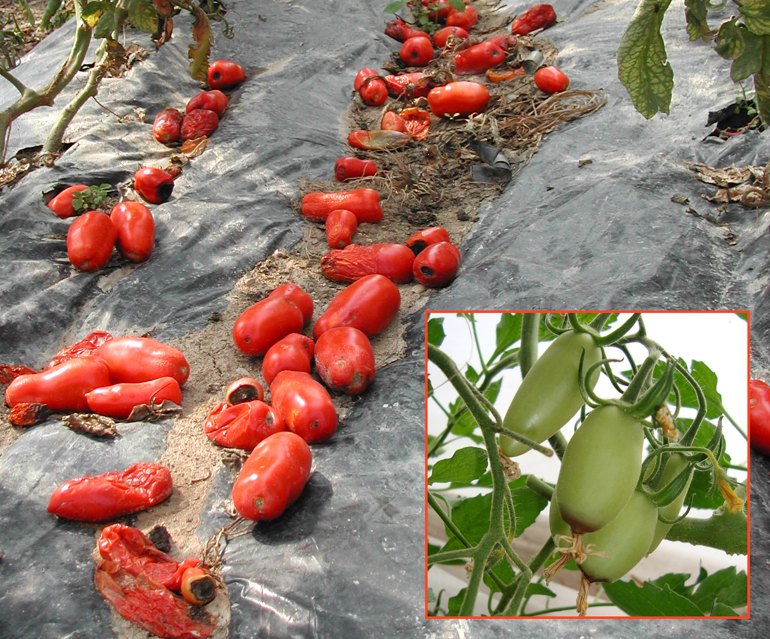 Blossom-end-Rot-in-Tomatoes-causes-prevention-and-solution-BioAksxter.jpg